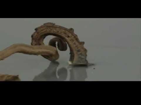 Guardate questa reazione chimica cosa riesce a generare!