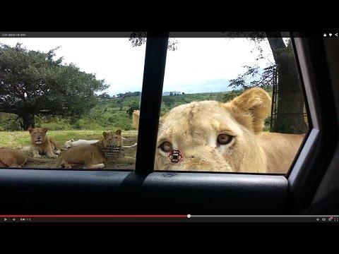 Leonessa apre la portiera dell'auto..panico generale!