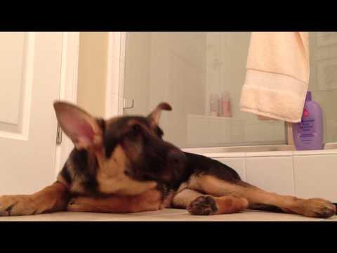 Che reazione strana questo cane mentre il padrone canta!