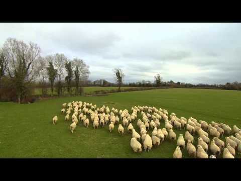 Un gregge di pecore con un pastore particolare: un drone!