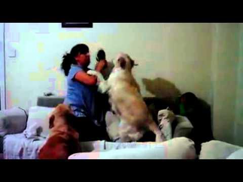 Attenzione a picchiare un bambino in presenza dei cani!