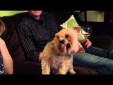 Un cane che ascolta la padrona...guardate cosa fa con la testa