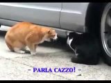Bellissimo dialogo doppiato tra gatti!